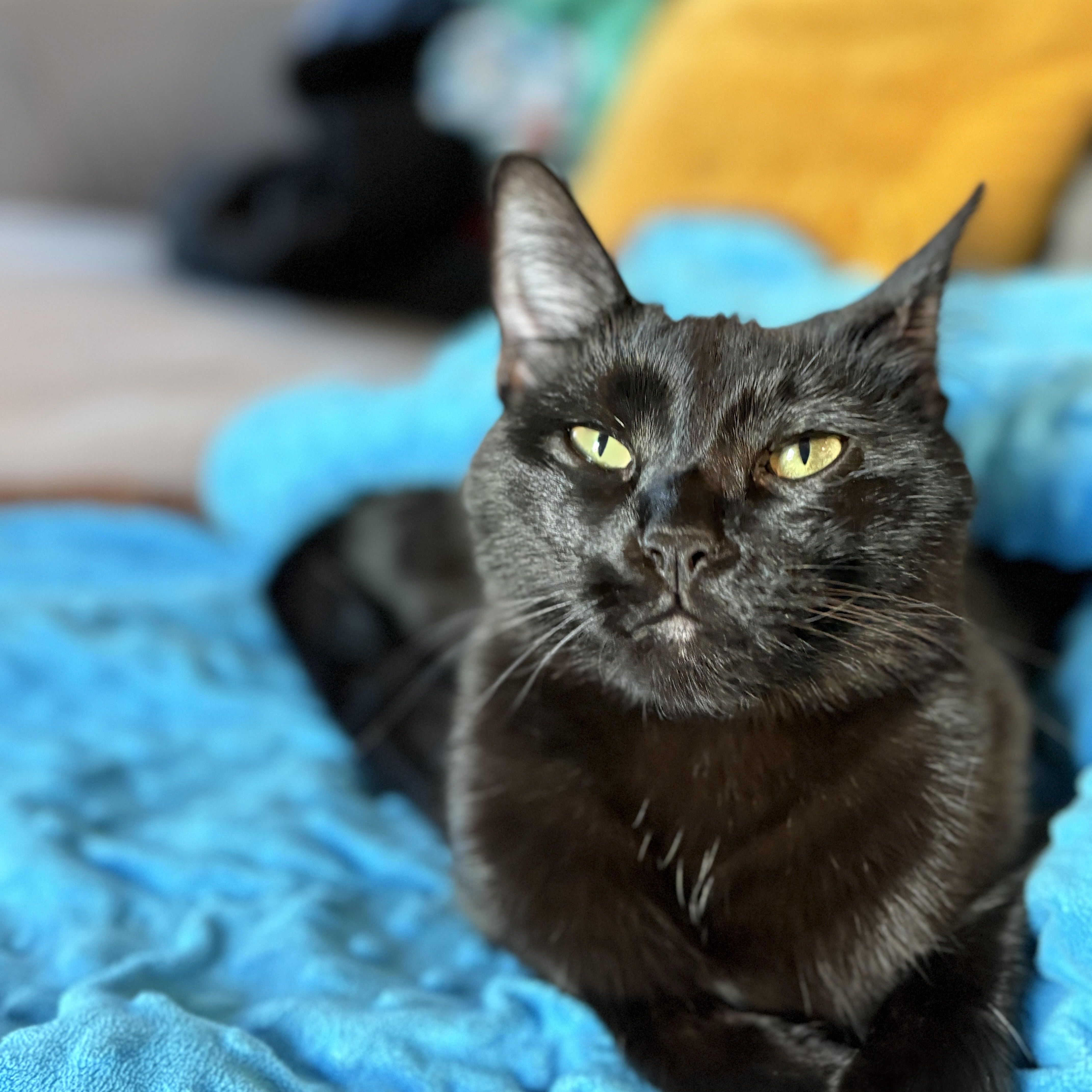 Enlarge Poppy [bonded with sister, Fern], a ADOPTABLE mixed breed in Benicia, CA image 4/6