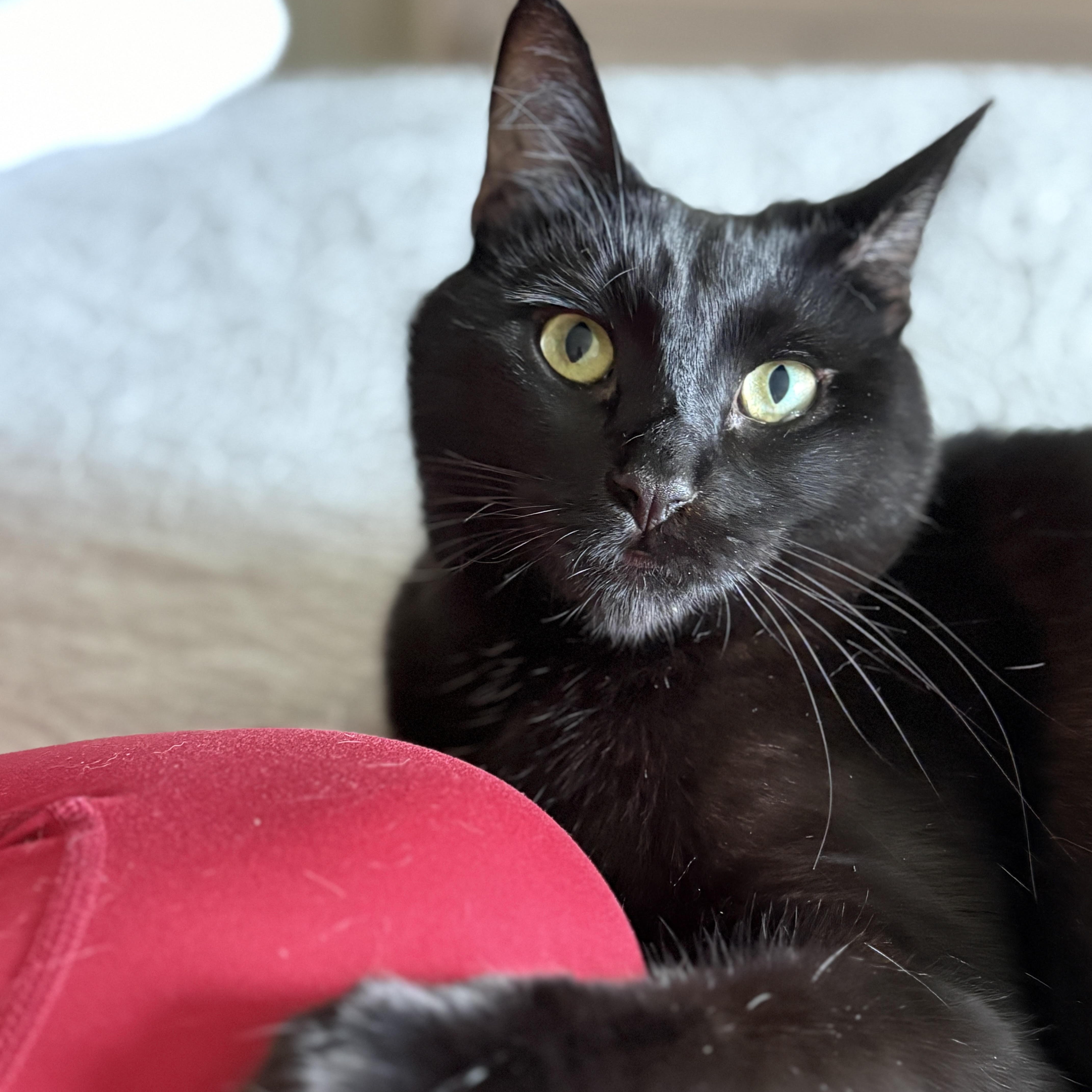 Enlarge Poppy [bonded with sister, Fern], a ADOPTABLE mixed breed in Benicia, CA image 3/6