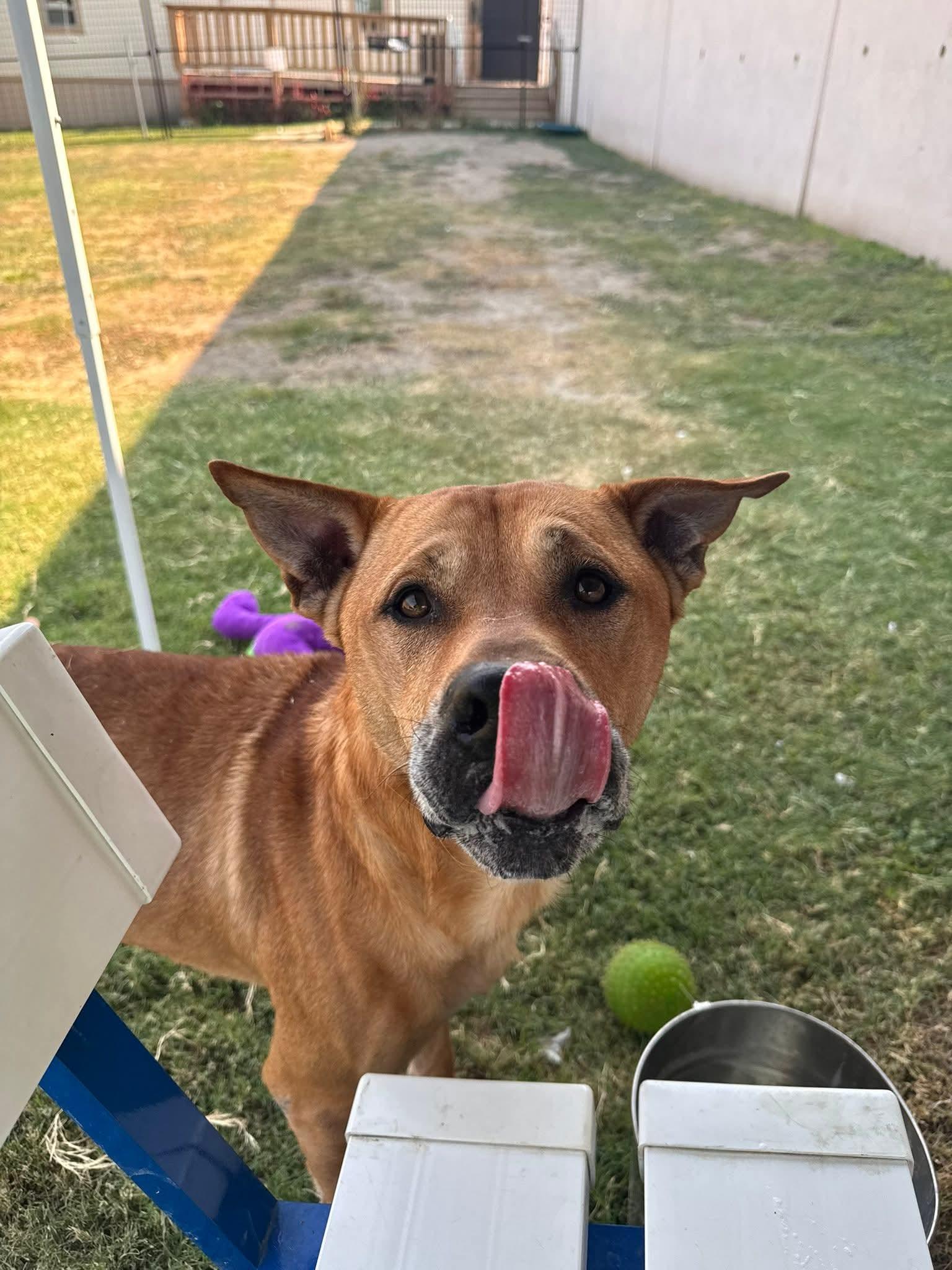 Graham, Adoptable, Adult Male Carolina Dog.