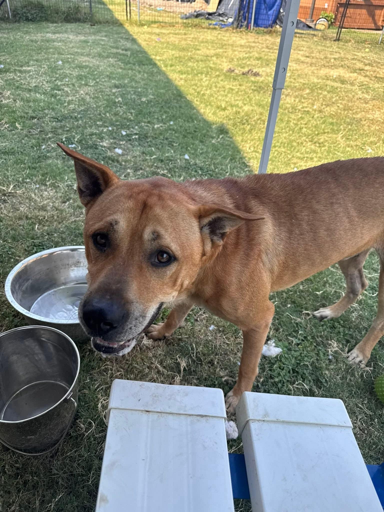 Enlarge Graham, a Adoptable Carolina Dog in Richardson, TX image 2/3