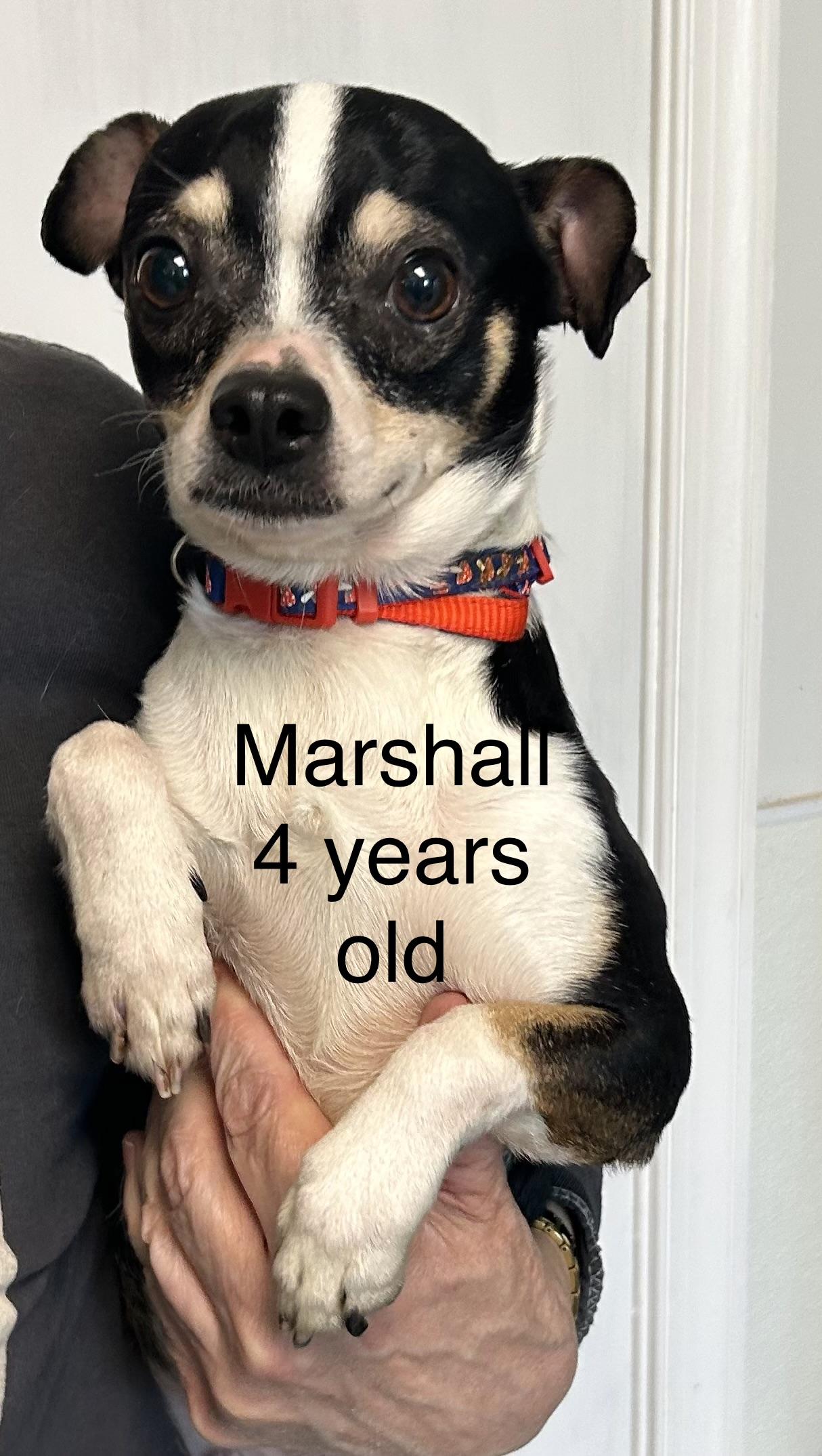 Enlarge Marshall, an adopted Chihuahua in Hop Bottom, PA image 1/1