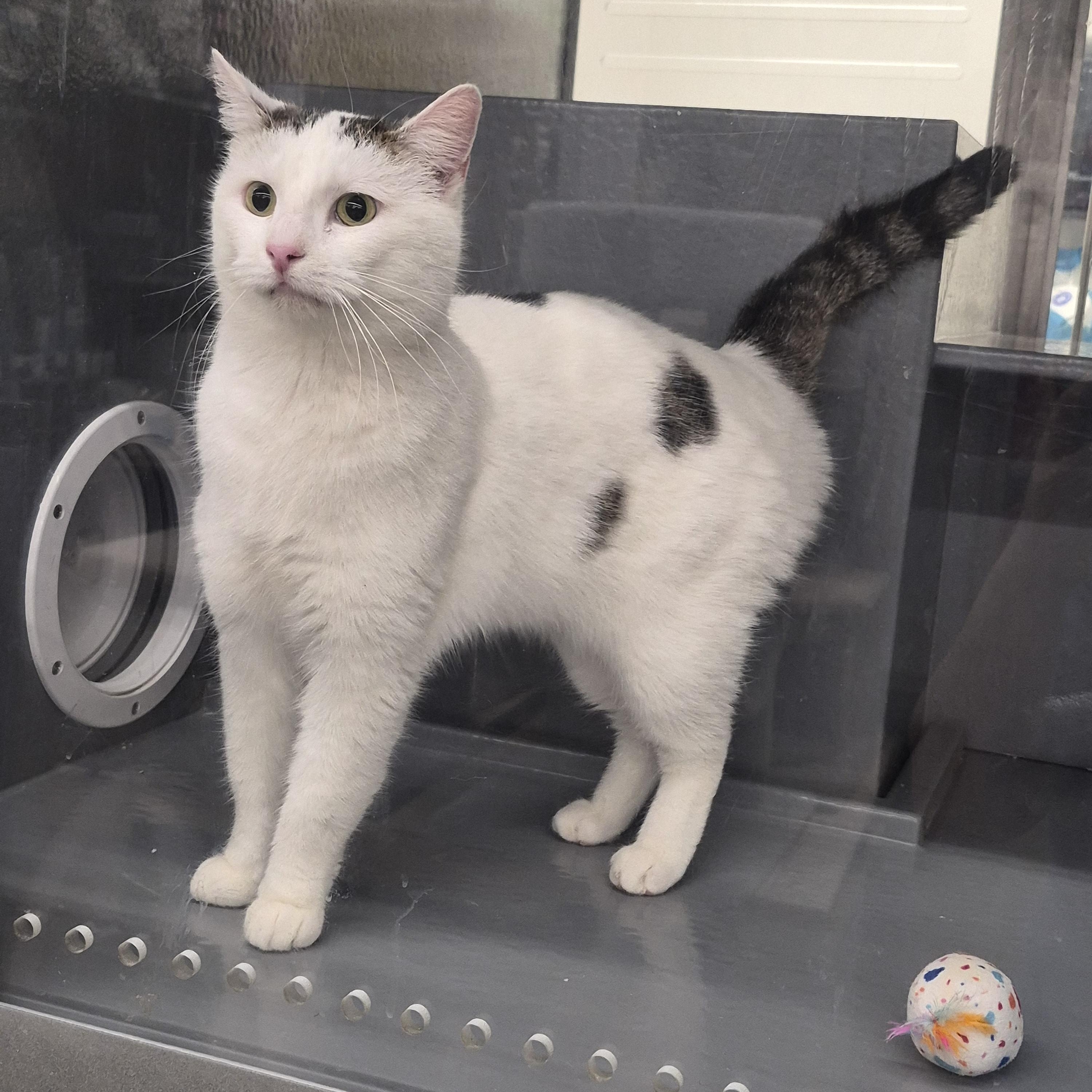 Enlarge Daisy , a ADOPTABLE Domestic Short Hair in Blue Springs, MO image 2/4