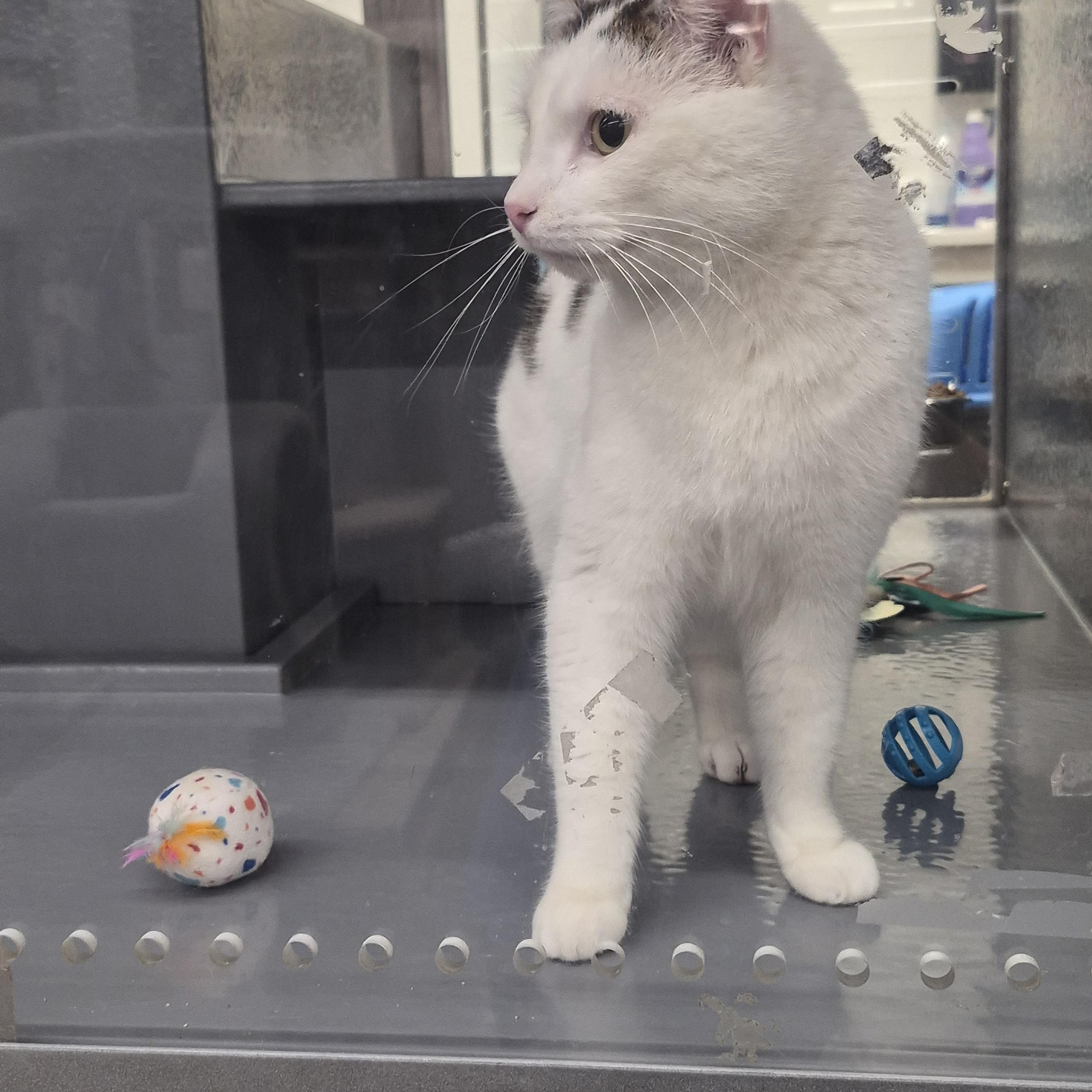 Enlarge Daisy , a ADOPTABLE Domestic Short Hair in Blue Springs, MO image 3/4