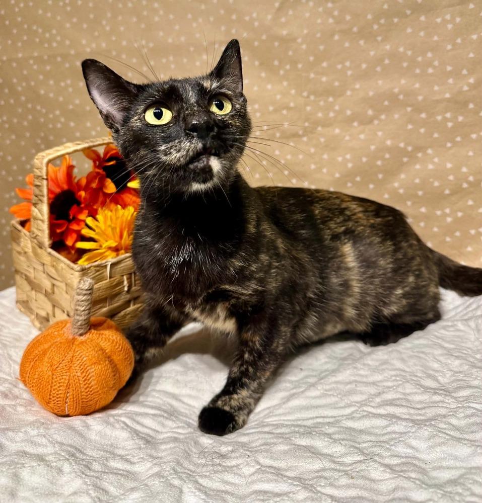 Cabbage, Adoptable, Young Female Domestic Short Hair.