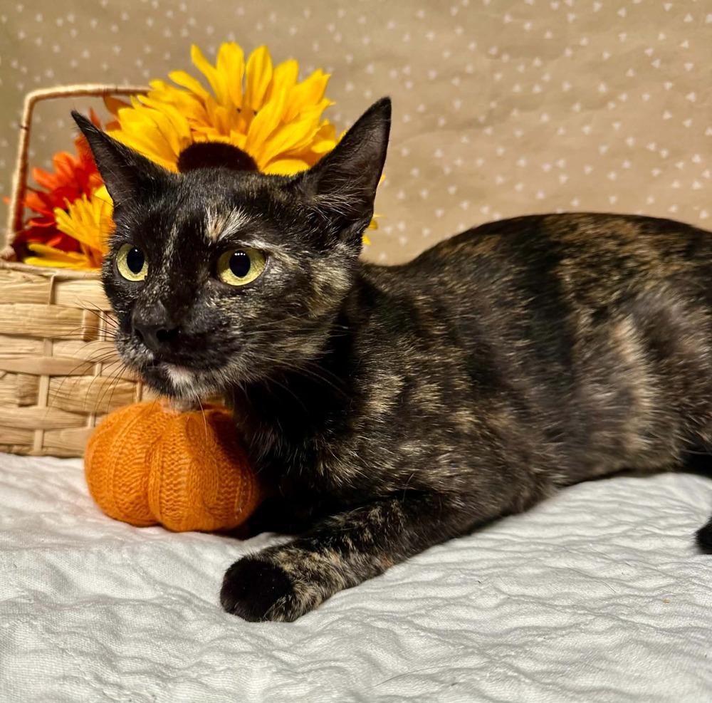 Enlarge Cabbage, a Adoptable mixed breed in Groveland, MA image 2/6