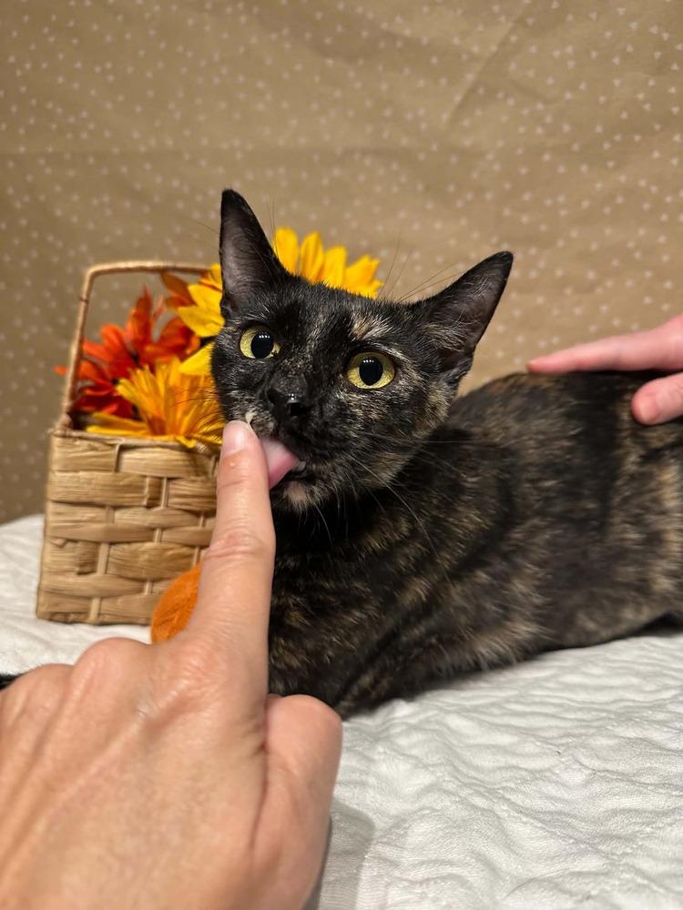 Enlarge Cabbage, a Adoptable mixed breed in Groveland, MA image 3/6