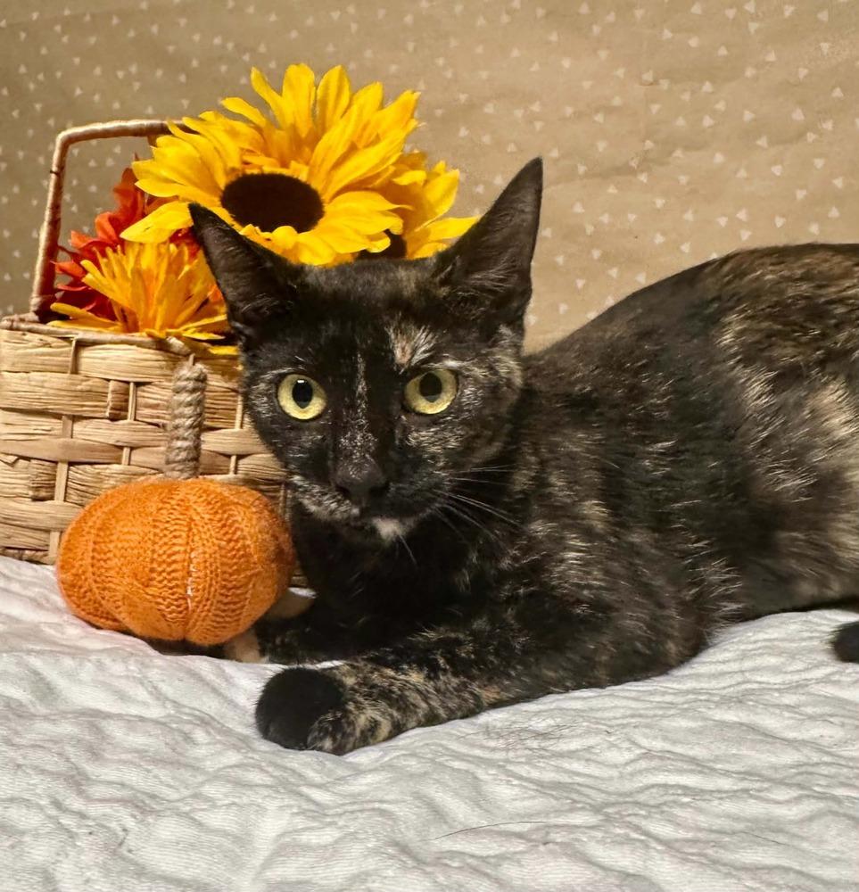 Enlarge Cabbage, a Adoptable mixed breed in Groveland, MA image 4/6