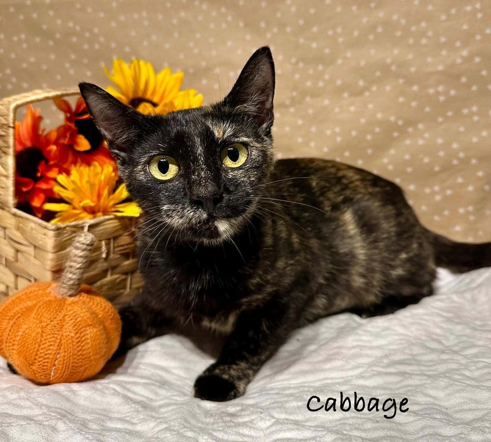 Enlarge Cabbage, a Adoptable mixed breed in Groveland, MA image 5/6