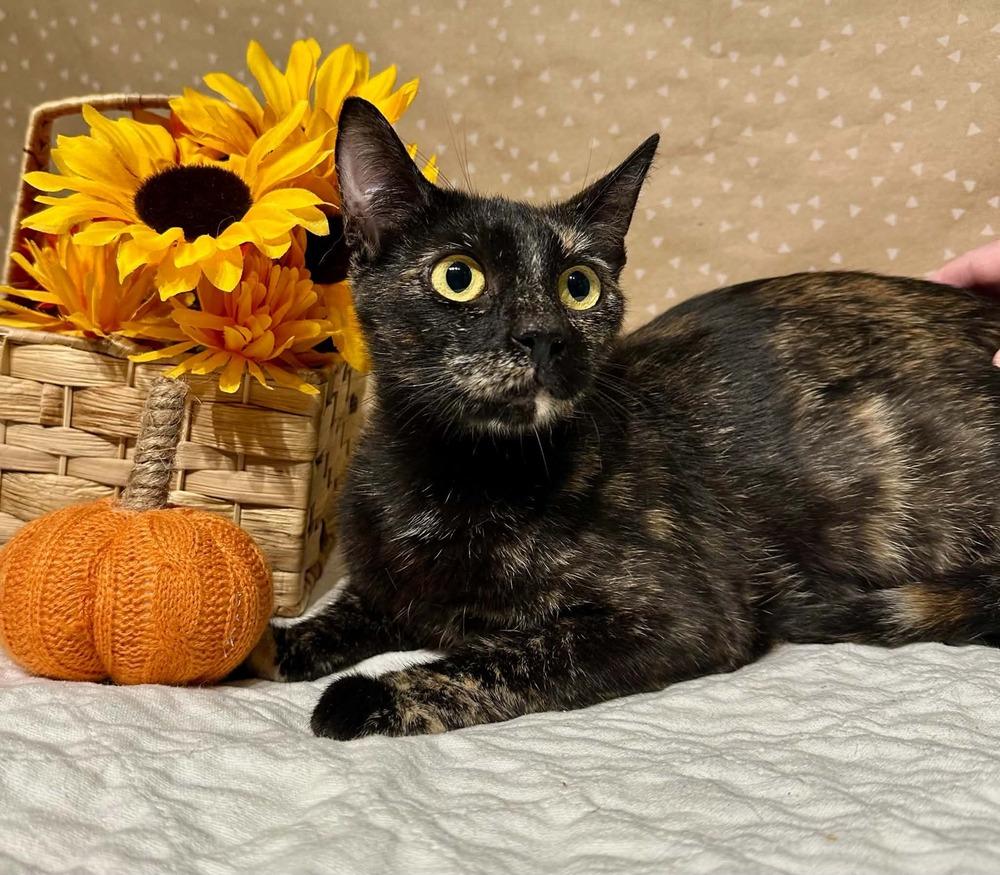 Enlarge Cabbage, a Adoptable mixed breed in Groveland, MA image 6/6
