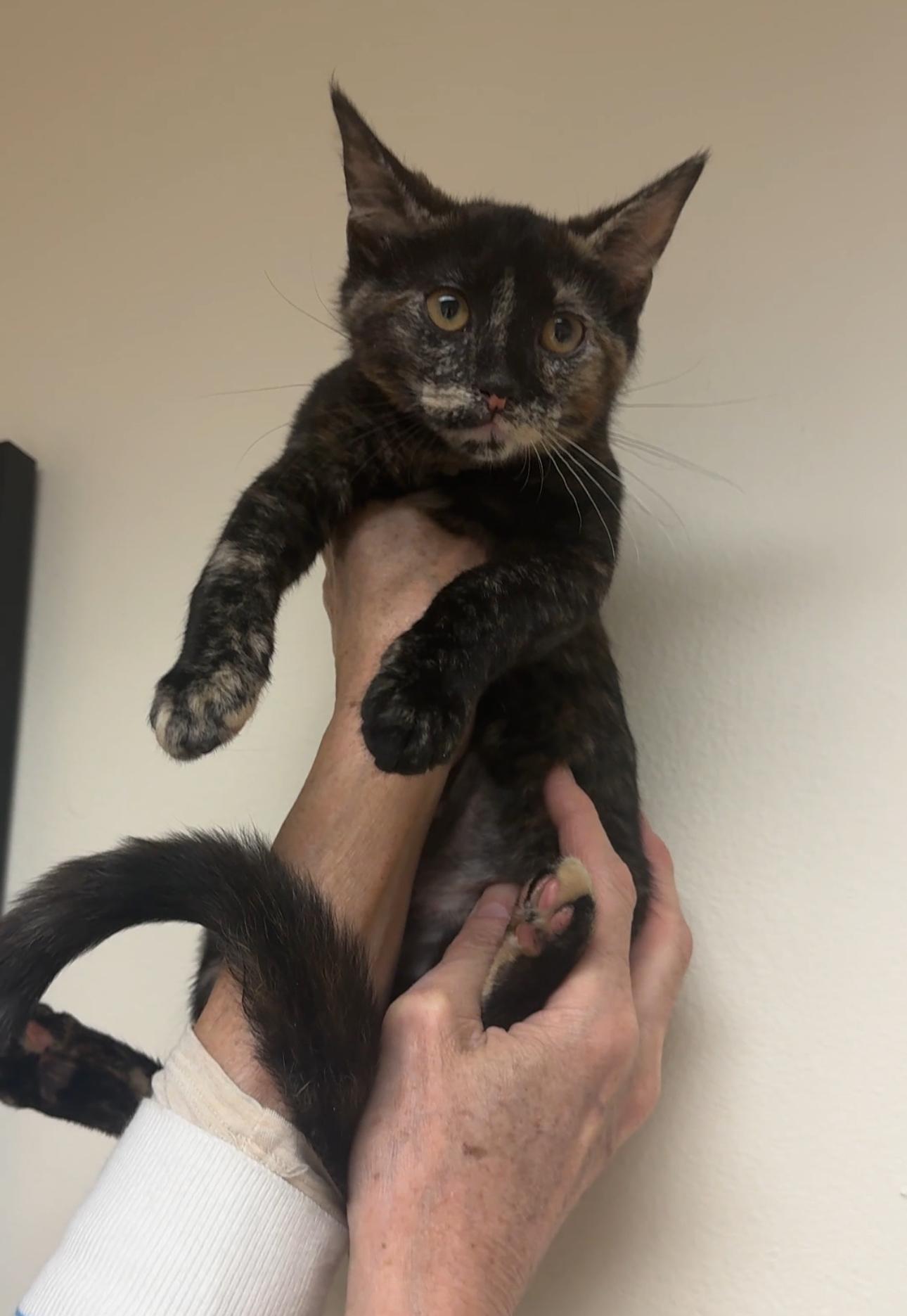 Shadow, Adoptable, Kitten Female Domestic Short Hair.