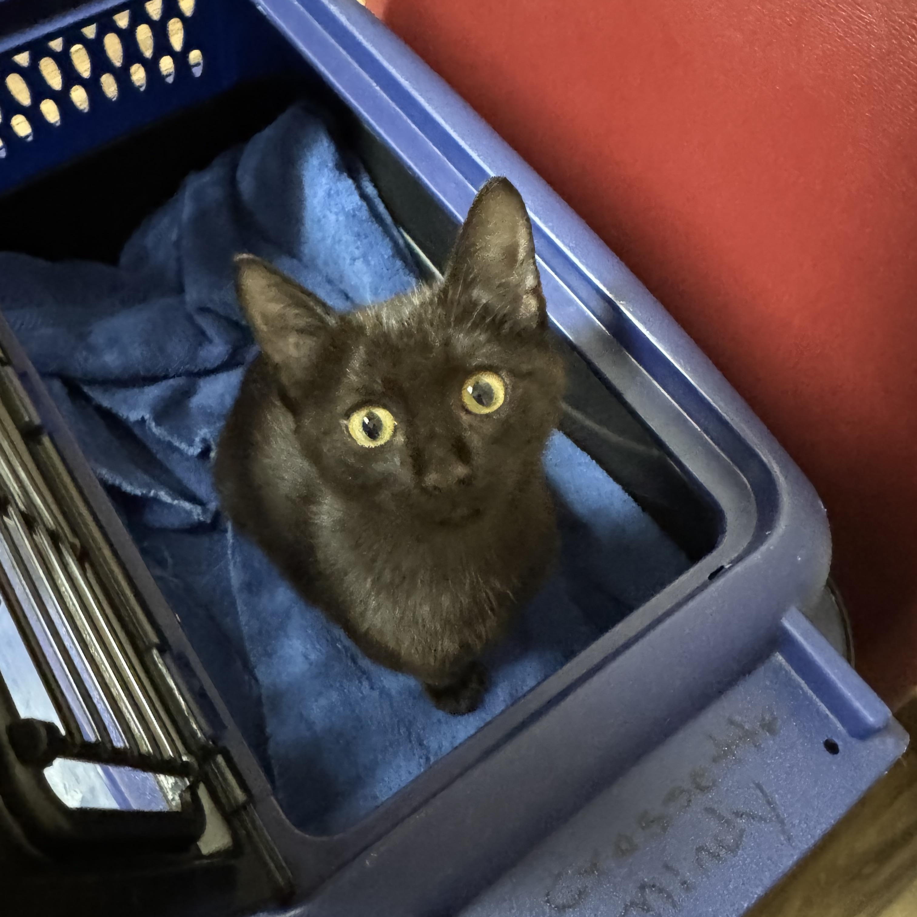 Mamba, adopted, Kitten Female Domestic Short Hair.