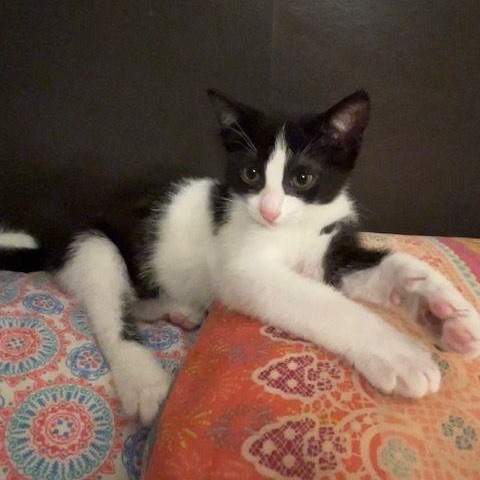 Enlarge Bellamy, a ADOPTABLE Domestic Short Hair in Lake Orion, MI image 4/6