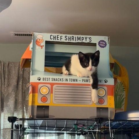 Enlarge Bellamy, a ADOPTABLE Domestic Short Hair in Lake Orion, MI image 6/6