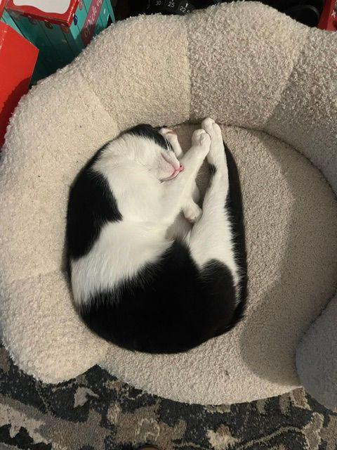 Enlarge Bellamy, a ADOPTABLE Domestic Short Hair in Lake Orion, MI image 2/6
