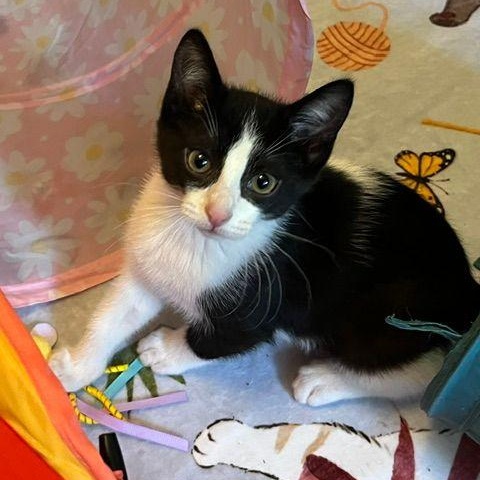 Enlarge Bellamy, a ADOPTABLE Domestic Short Hair in Lake Orion, MI image 1/6