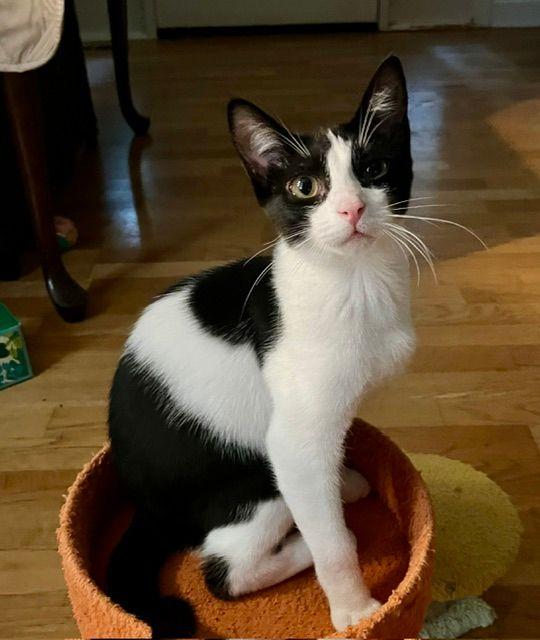 Bellamy, ADOPTABLE, Kitten Female Domestic Short Hair.
