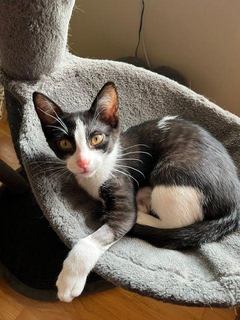 Bellamy, ADOPTABLE, Kitten Female Domestic Short Hair.