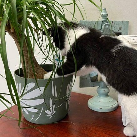 Enlarge Bellamy, a ADOPTABLE Domestic Short Hair in Lake Orion, MI image 5/6