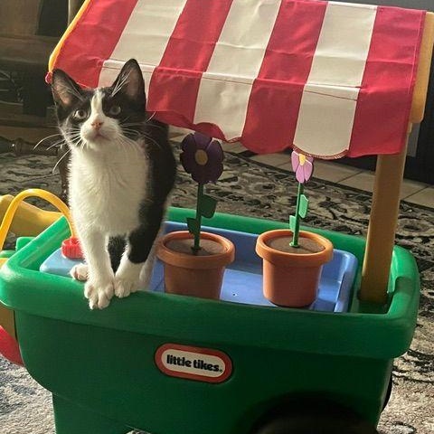 Enlarge Bellamy, a ADOPTABLE Domestic Short Hair in Lake Orion, MI image 2/6