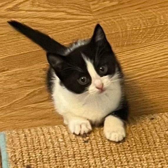Enlarge Bellamy, a ADOPTABLE Domestic Short Hair in Lake Orion, MI image 3/6