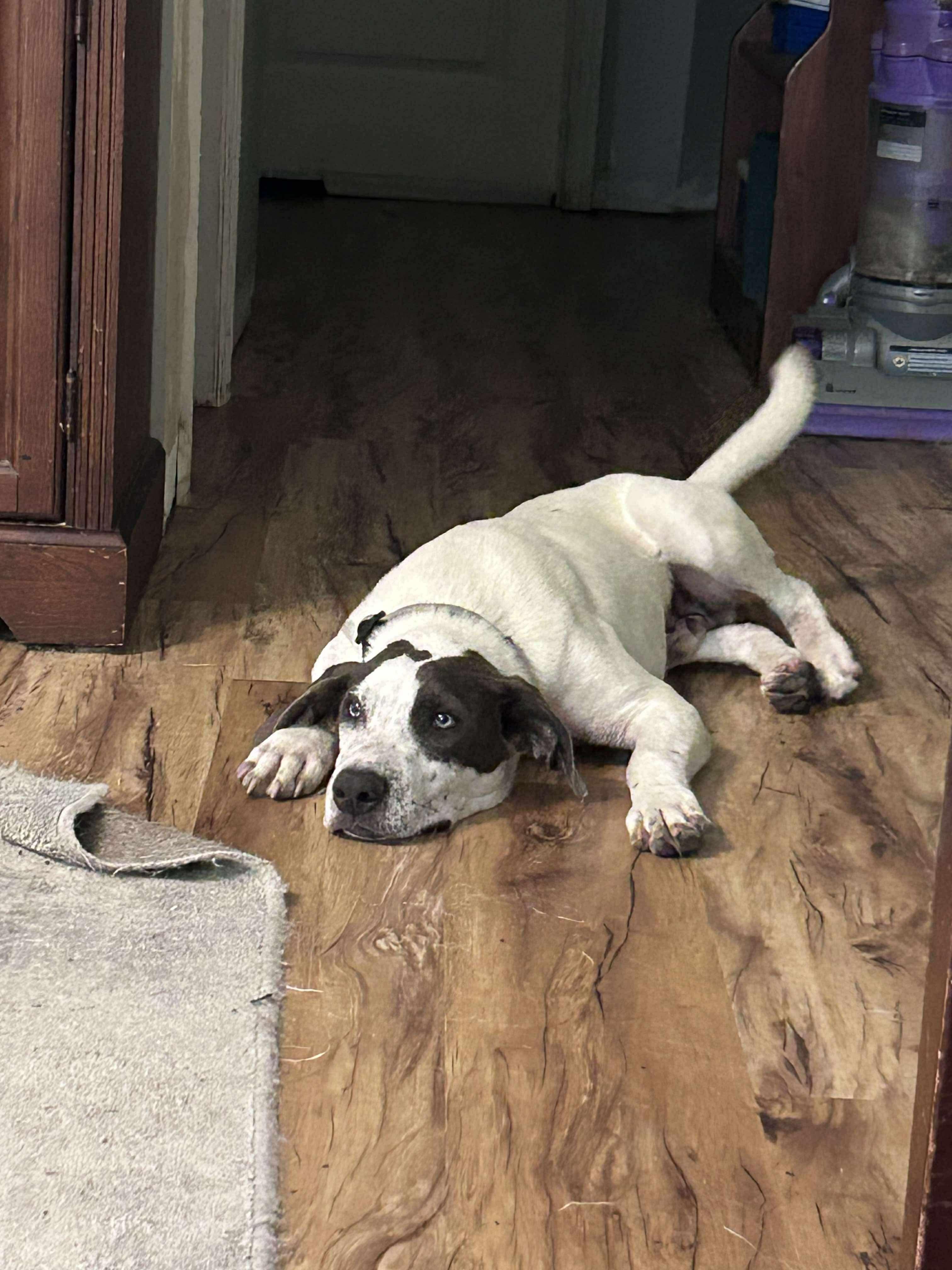 Tucker, Young Male Mixed Breed