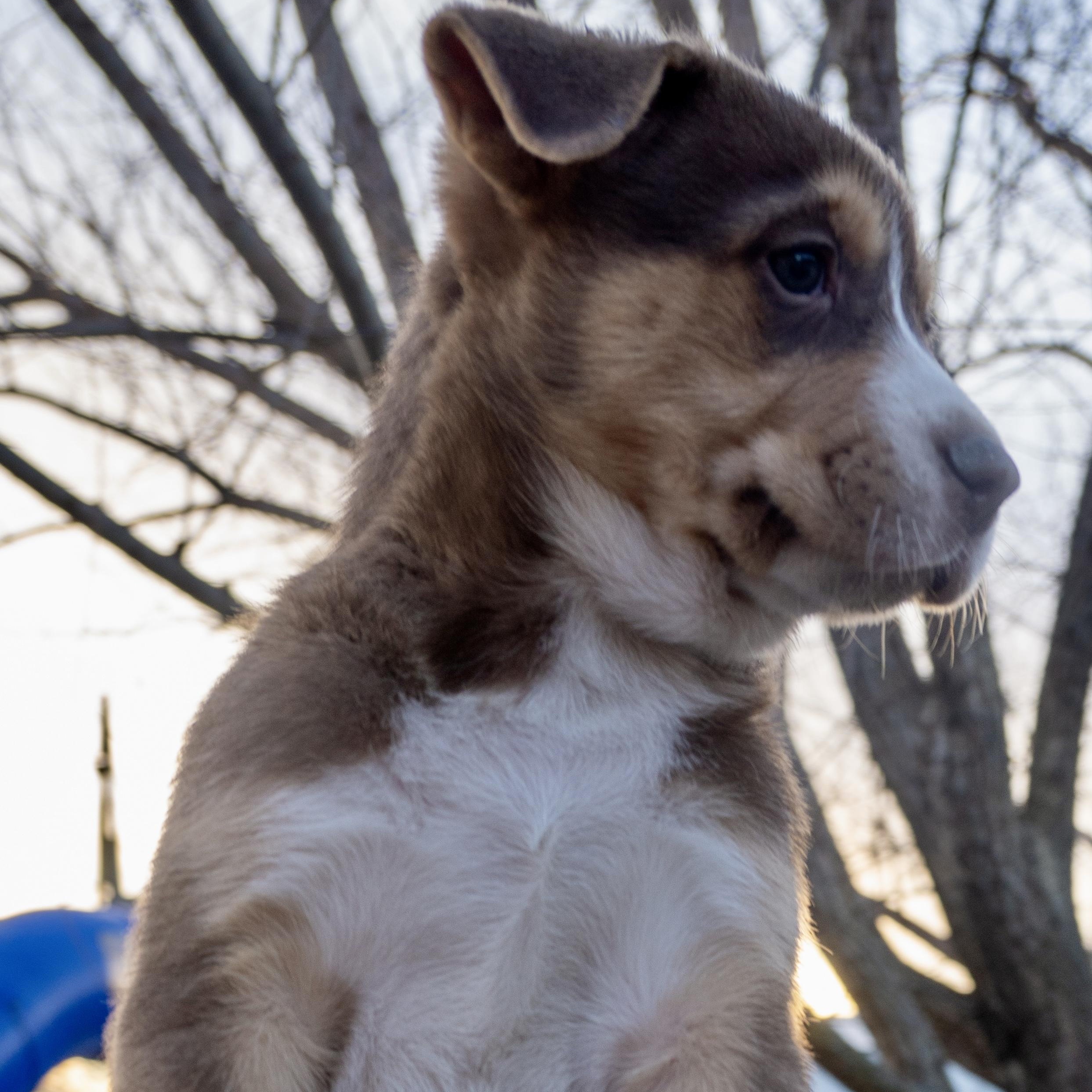 Loki — thumbnail 2