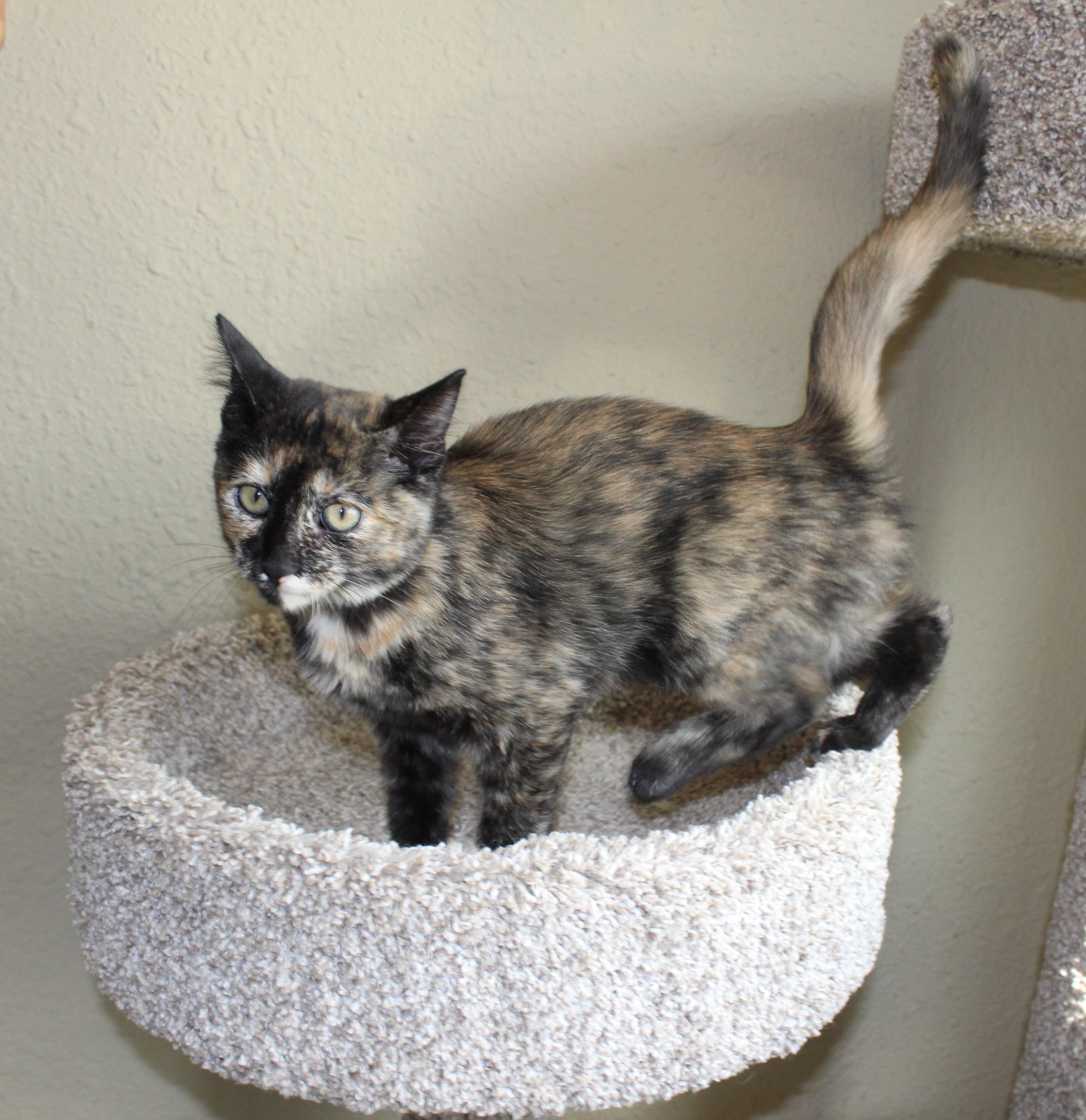 Enlarge Chai, a Adoptable mixed breed in Huron, SD image 1/4