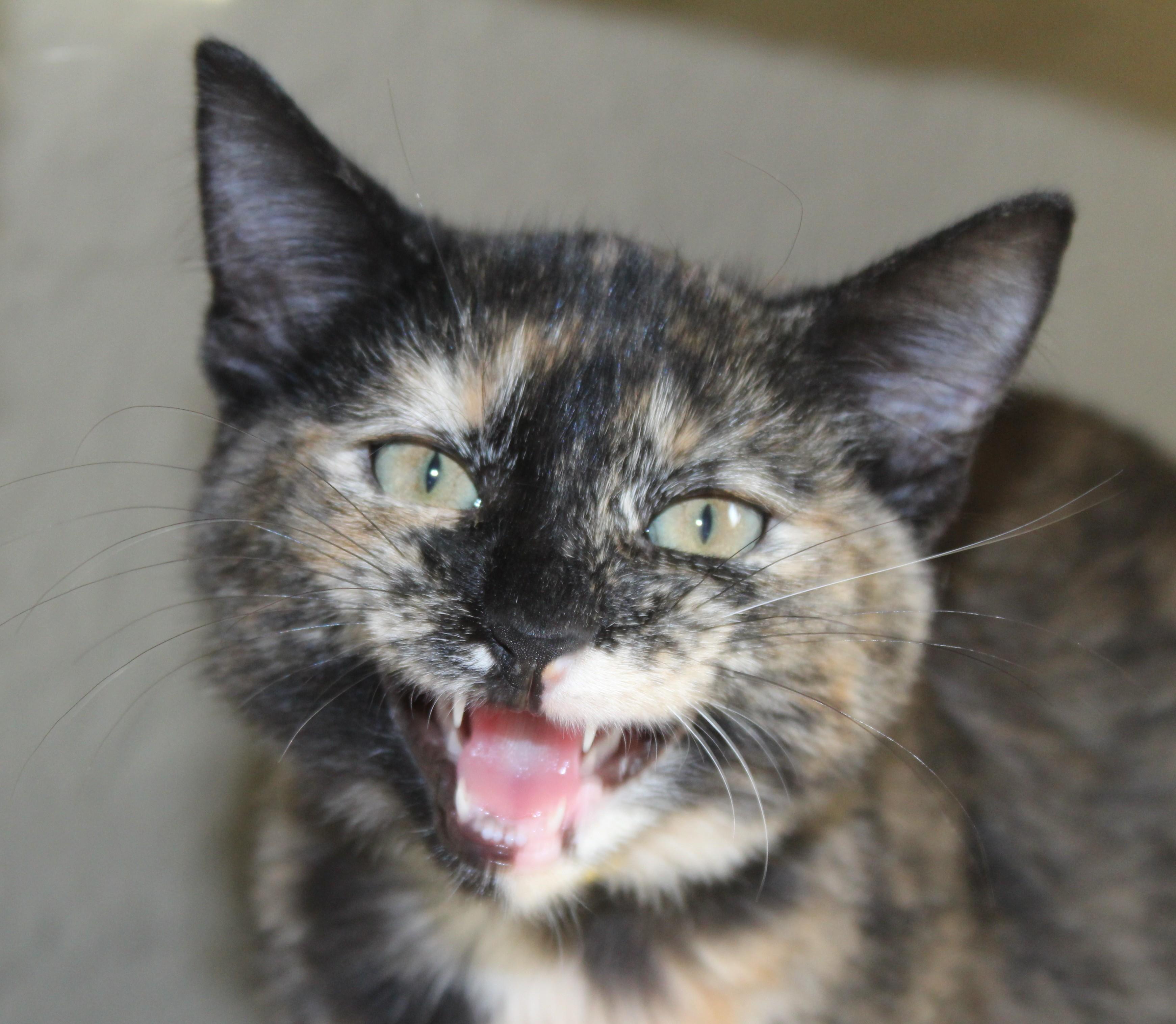 Enlarge Chai, a Adoptable mixed breed in Huron, SD image 2/4