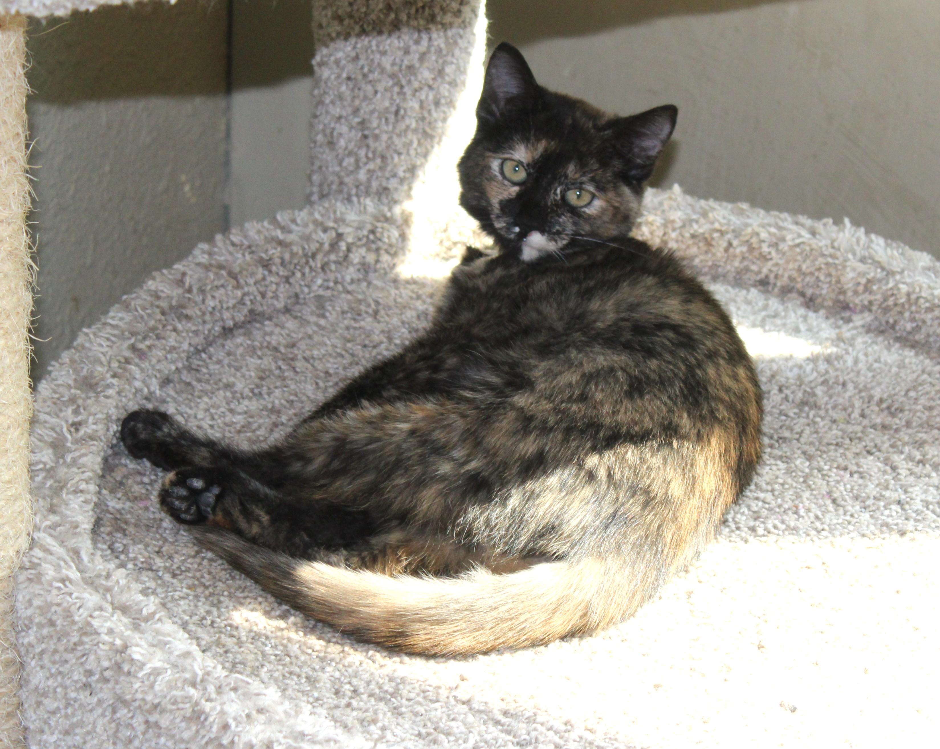 Enlarge Chai, a Adoptable mixed breed in Huron, SD image 3/4