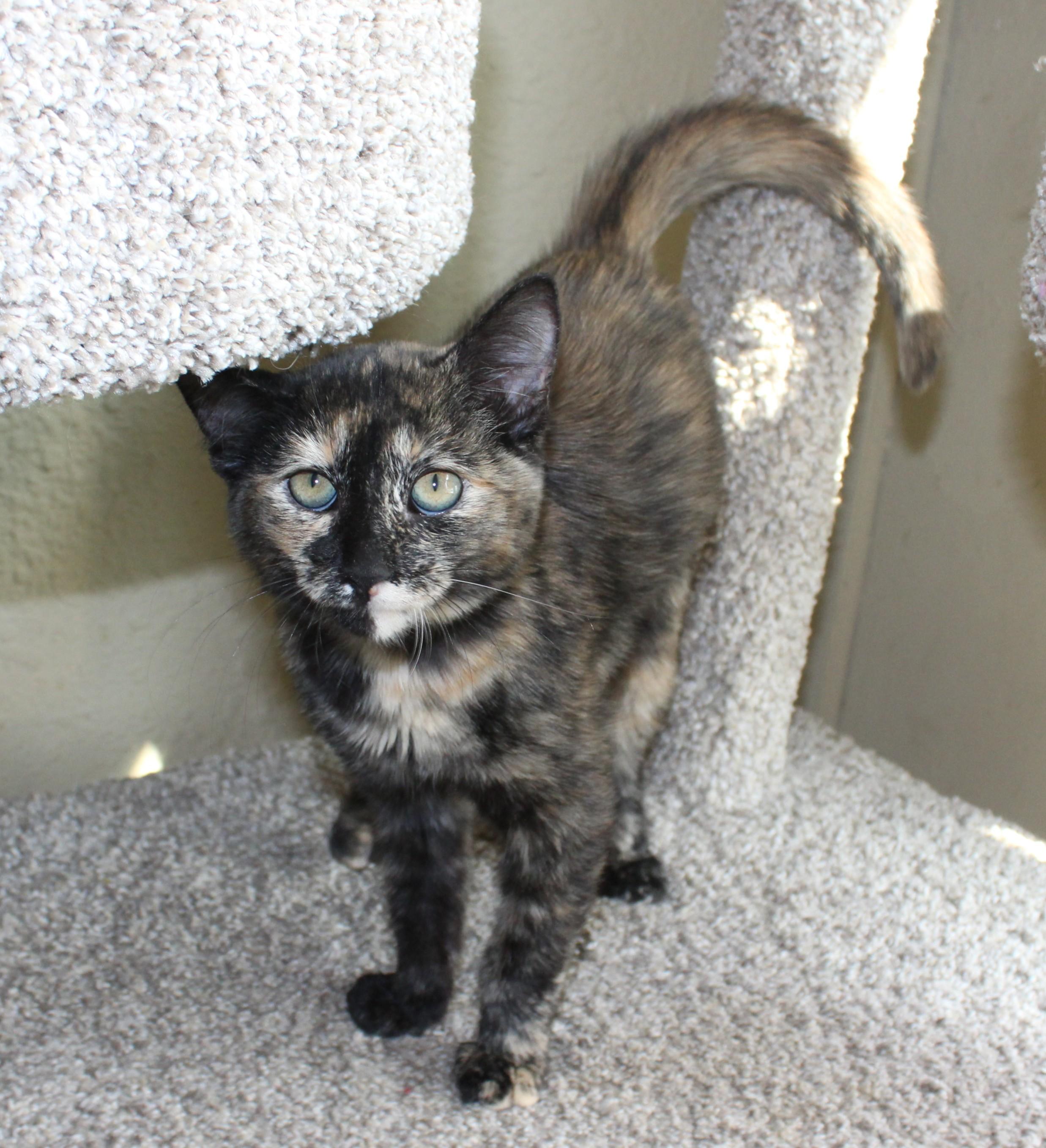 Enlarge Chai, a Adoptable mixed breed in Huron, SD image 4/4