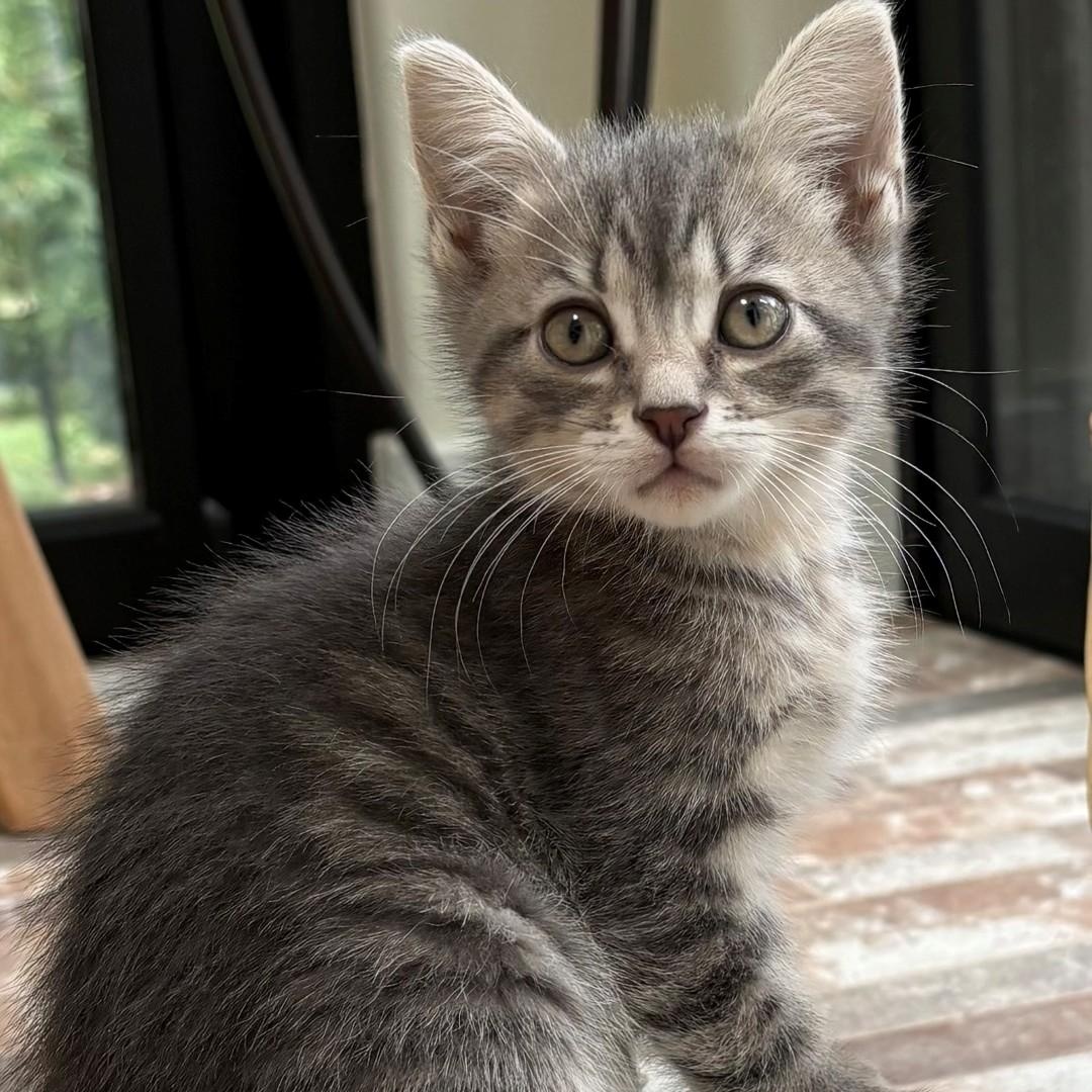 Moose Shah, Adopted, Kitten Male Domestic Short Hair & Tabby.