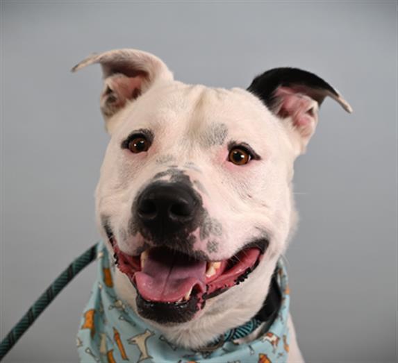 Enlarge ANGUS, a Adoptable mixed breed in Loveland, CO image 1/1