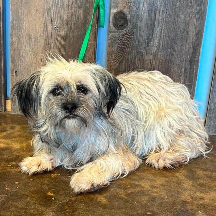 PEGGY SUE 375, Adoptable, Adult Female Terrier.