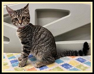 TETRA, Adoptable, Young Female Domestic Short Hair.