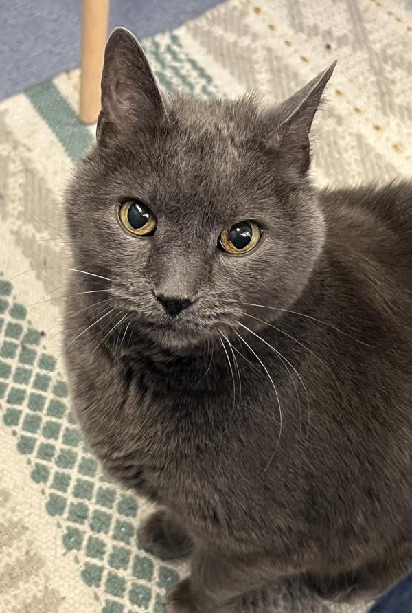 Gus, Adoptable, Senior Male Domestic Short Hair.
