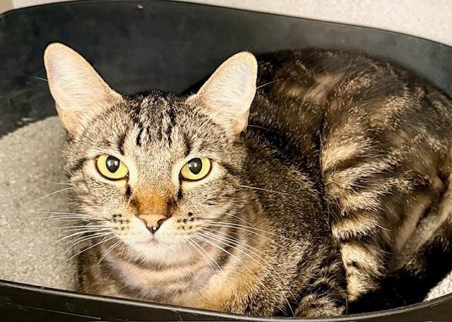 Enlarge Cedar, a ADOPTABLE Domestic Short Hair in Winter Haven, FL image 1/1