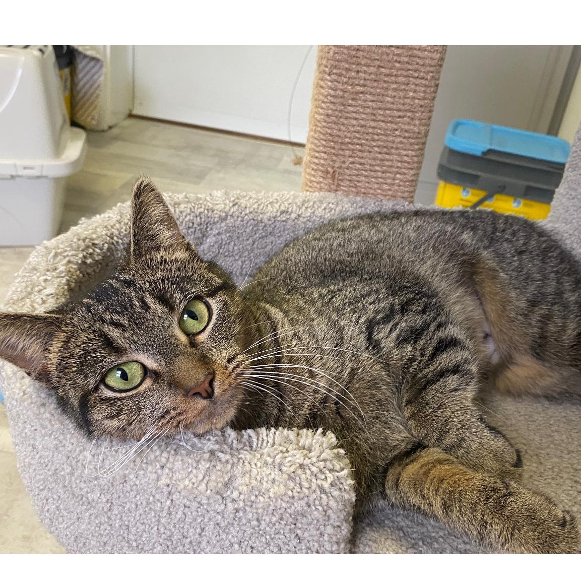 Enlarge Ziggy, a ADOPTABLE Domestic Short Hair in Brockport, NY image 2/6