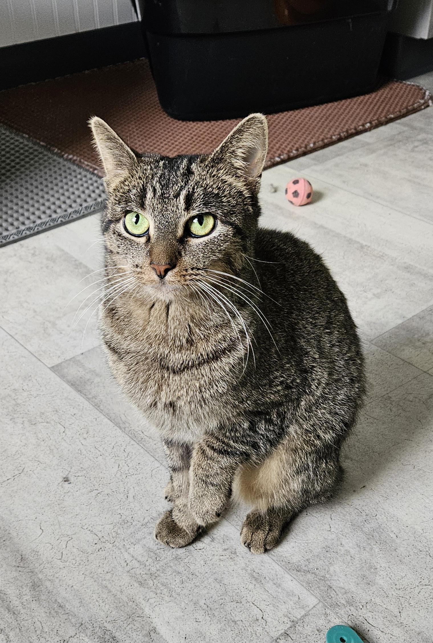 Enlarge Ziggy, a ADOPTABLE Domestic Short Hair in Brockport, NY image 5/6