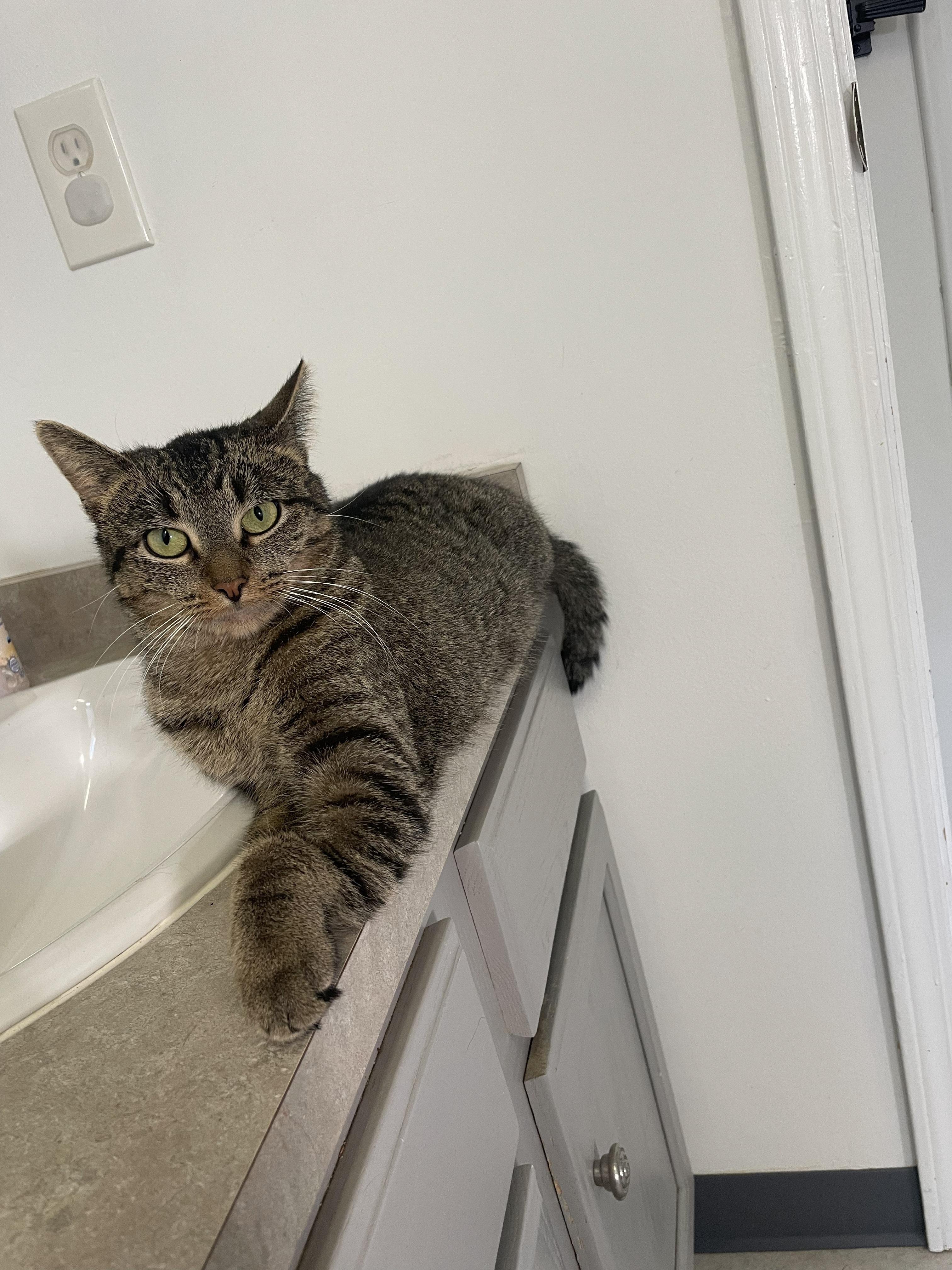 Enlarge Ziggy, a ADOPTABLE Domestic Short Hair in Brockport, NY image 4/6