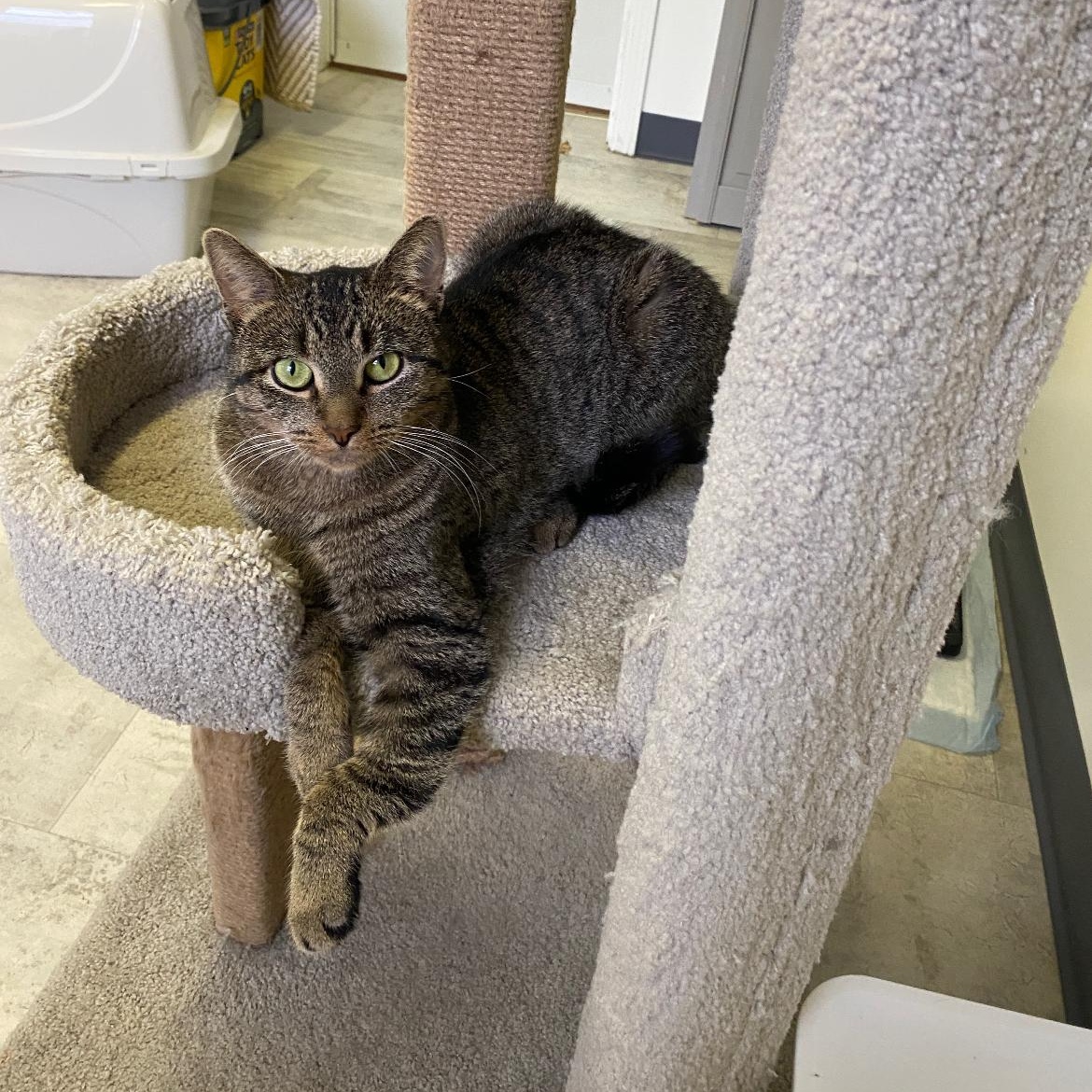 Ziggy, ADOPTABLE, Kitten Female Domestic Short Hair.