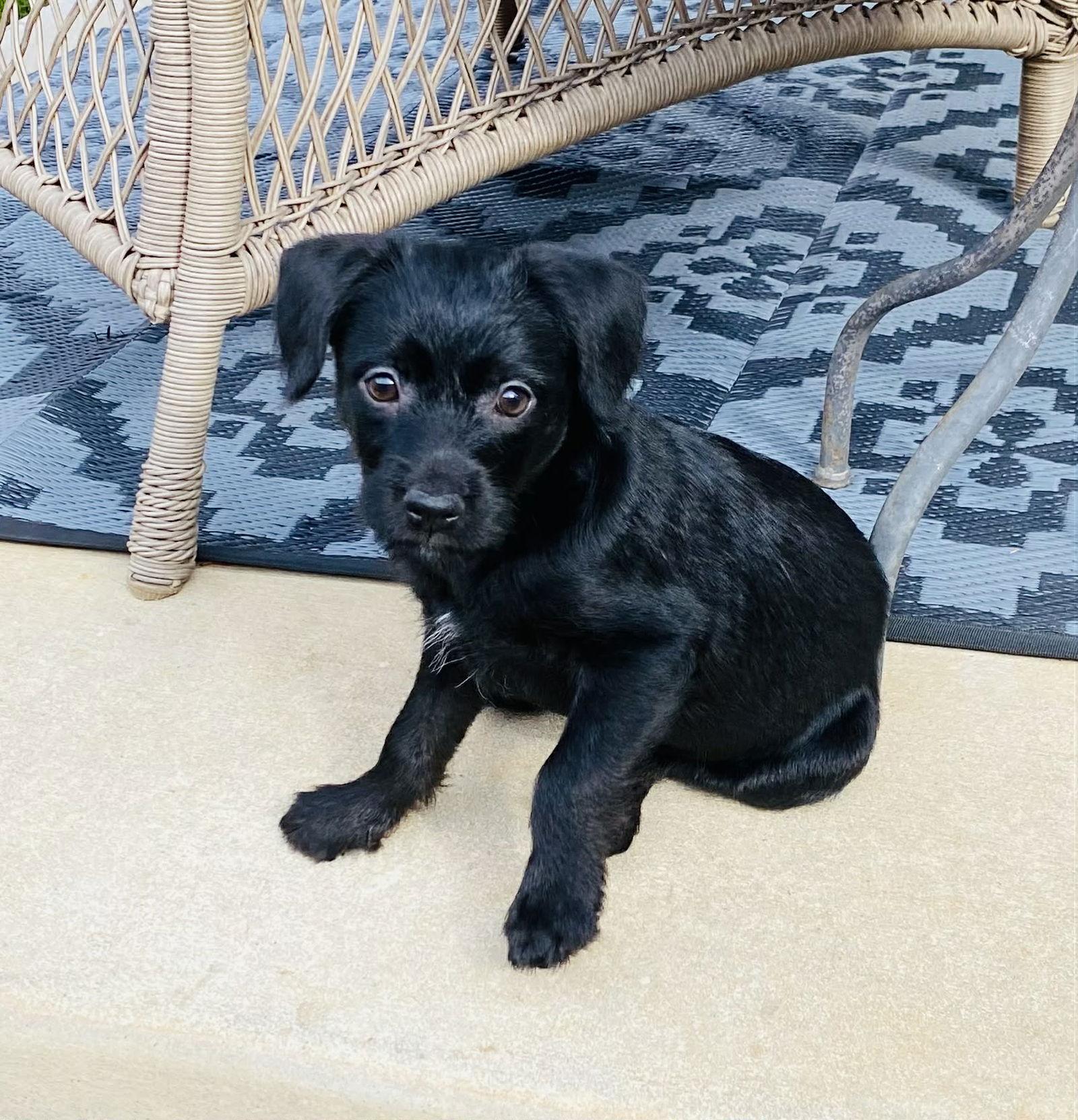 Enlarge Squeak, a Adoptable Chihuahua in Fort Worth, TX image 1/3