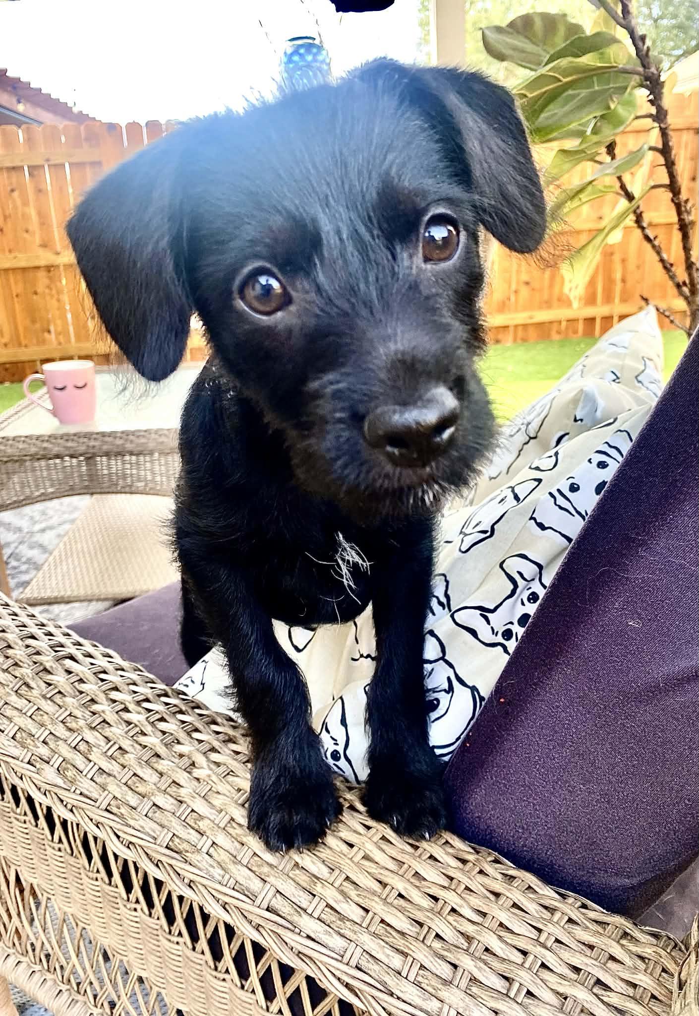 Enlarge Squeak, a Adoptable Chihuahua in Fort Worth, TX image 2/3