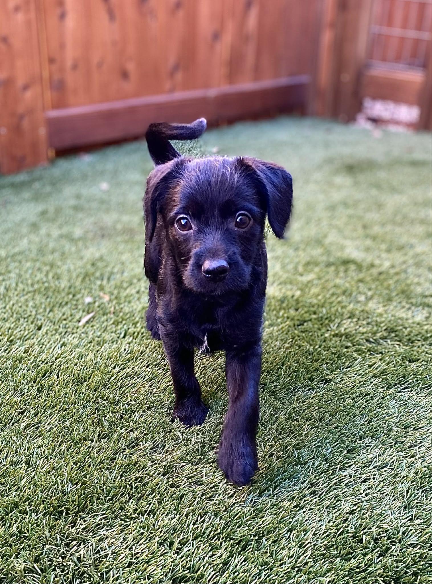 Enlarge Squeak, a Adoptable Chihuahua in Fort Worth, TX image 3/3
