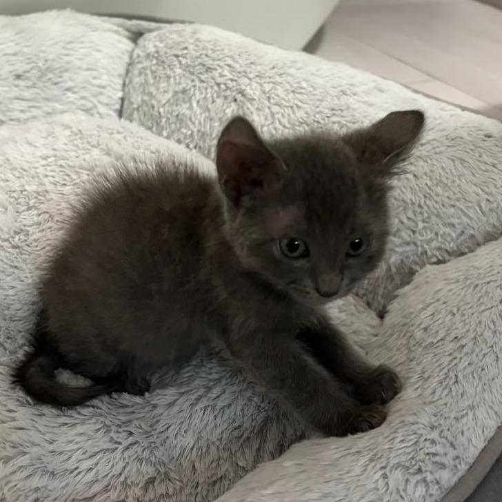 Enlarge Max, a Adoptable Domestic Short Hair in Pleasanton, CA image 2/3