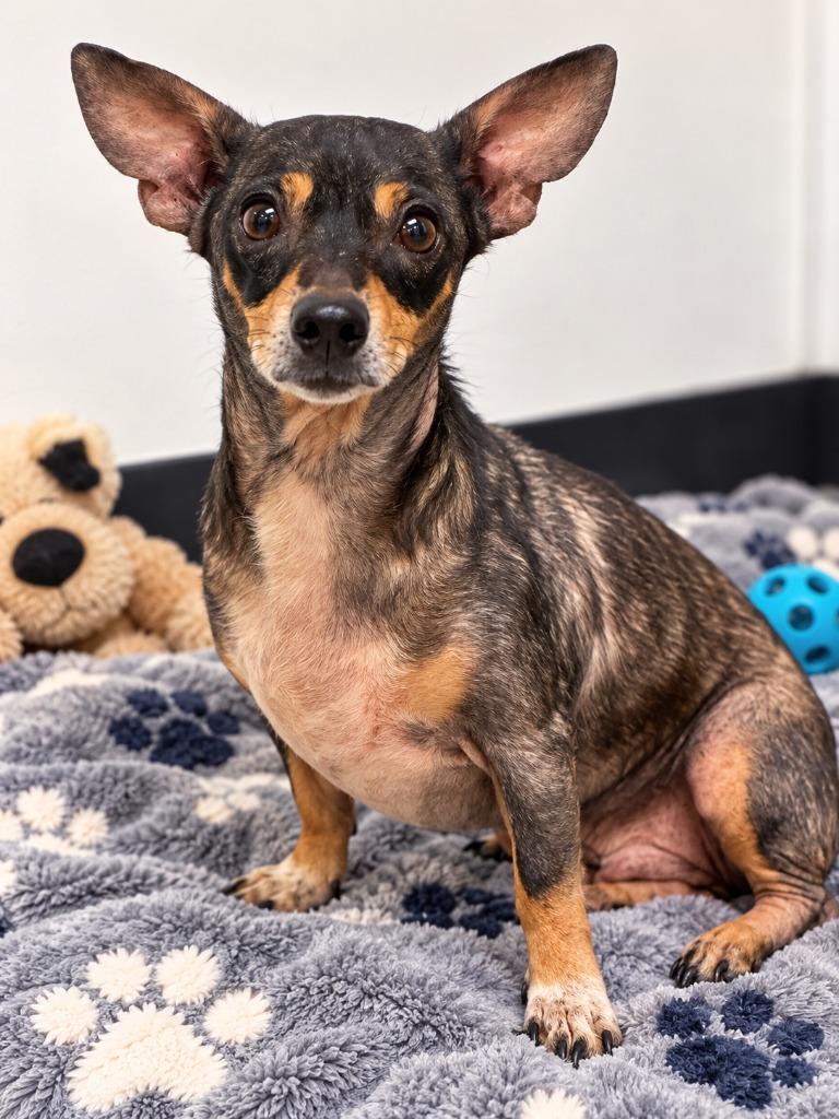 Logan, Adoptable, Adult Male Chihuahua & Corgi.