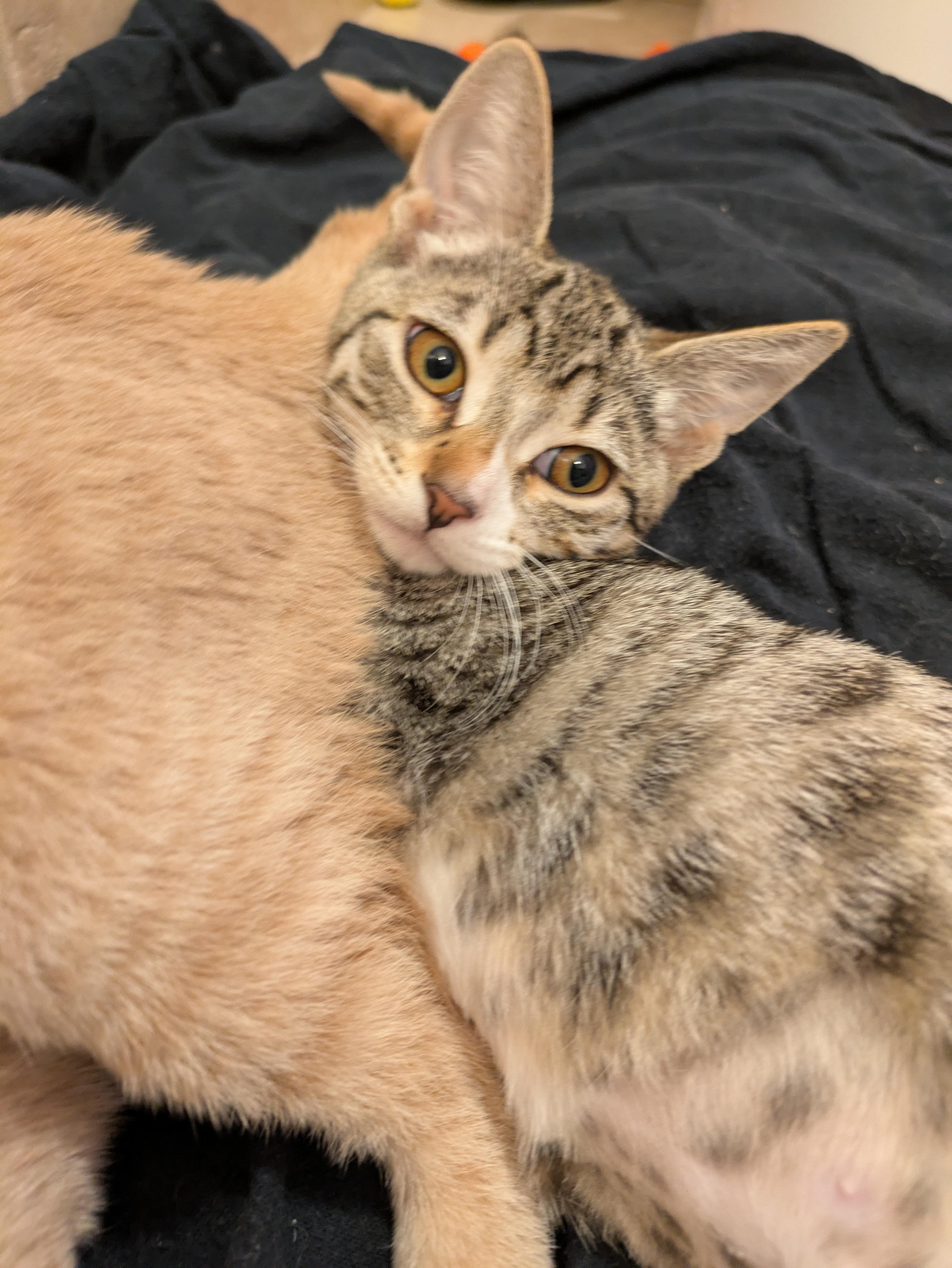 Judy, a Adopted Domestic Short Hair in El Cajon, CA image 6/6
