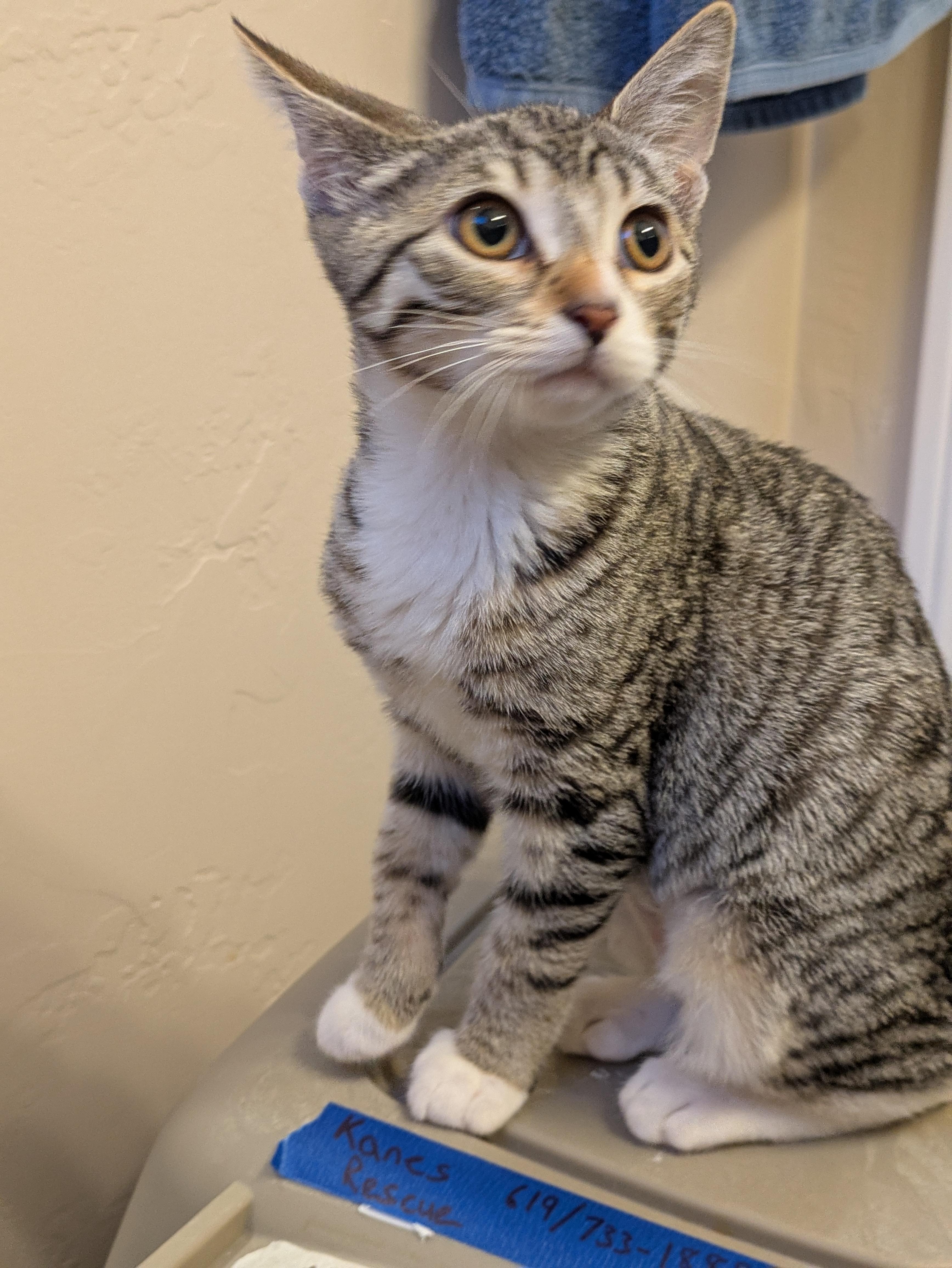 Judy, a Adopted Domestic Short Hair in El Cajon, CA image 4/6