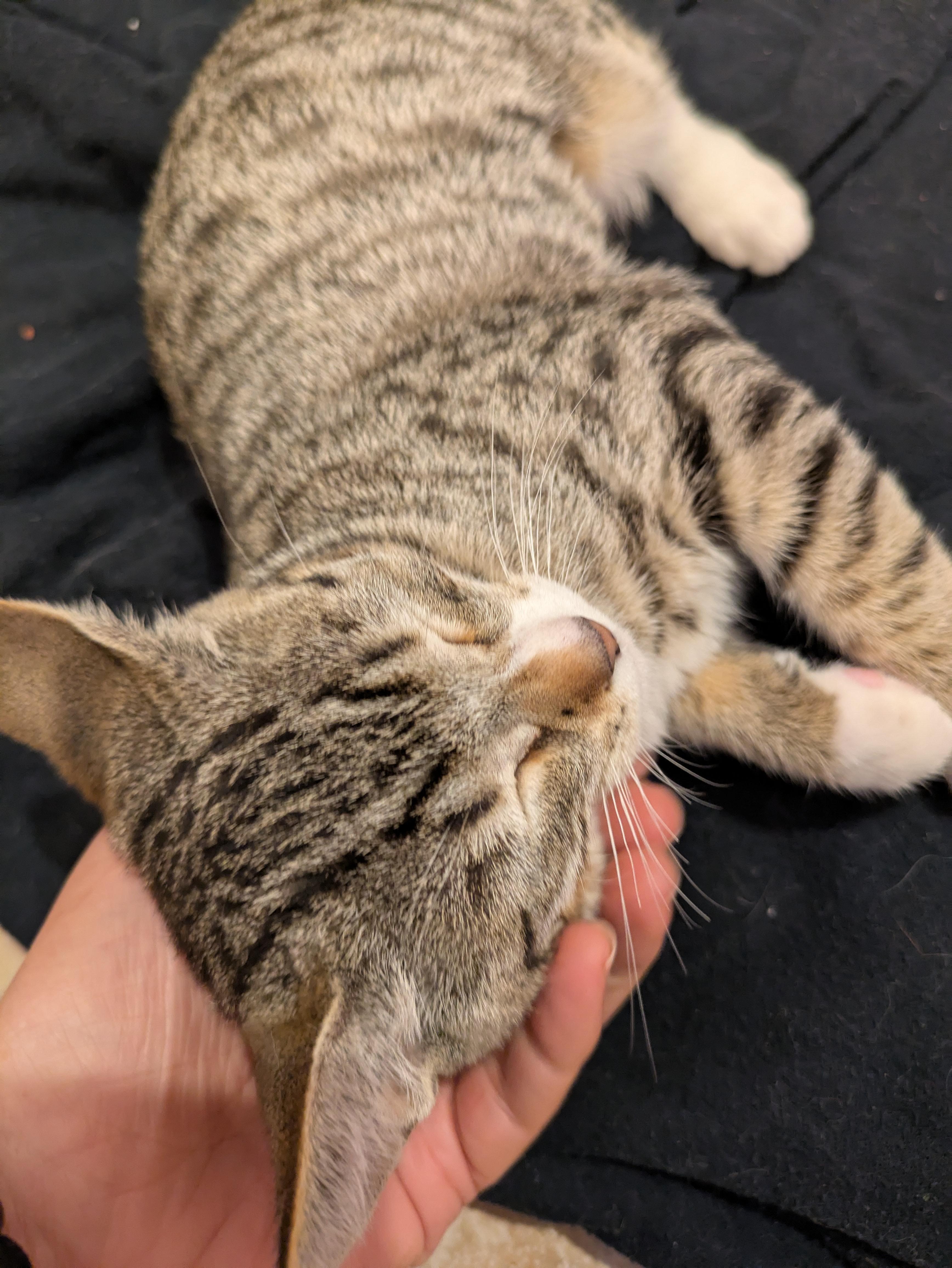 Judy, a Adopted Domestic Short Hair in El Cajon, CA image 2/6