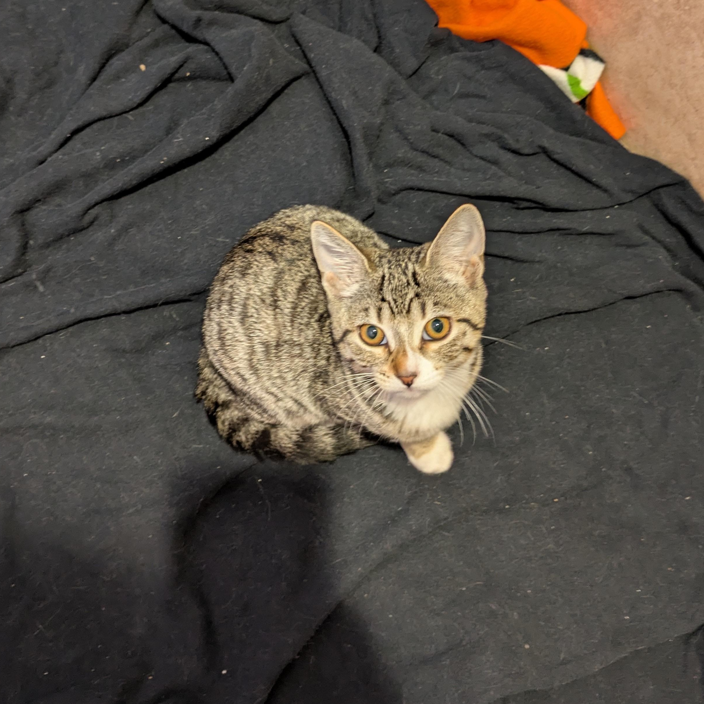 Judy, a Adopted Domestic Short Hair in El Cajon, CA image 5/6