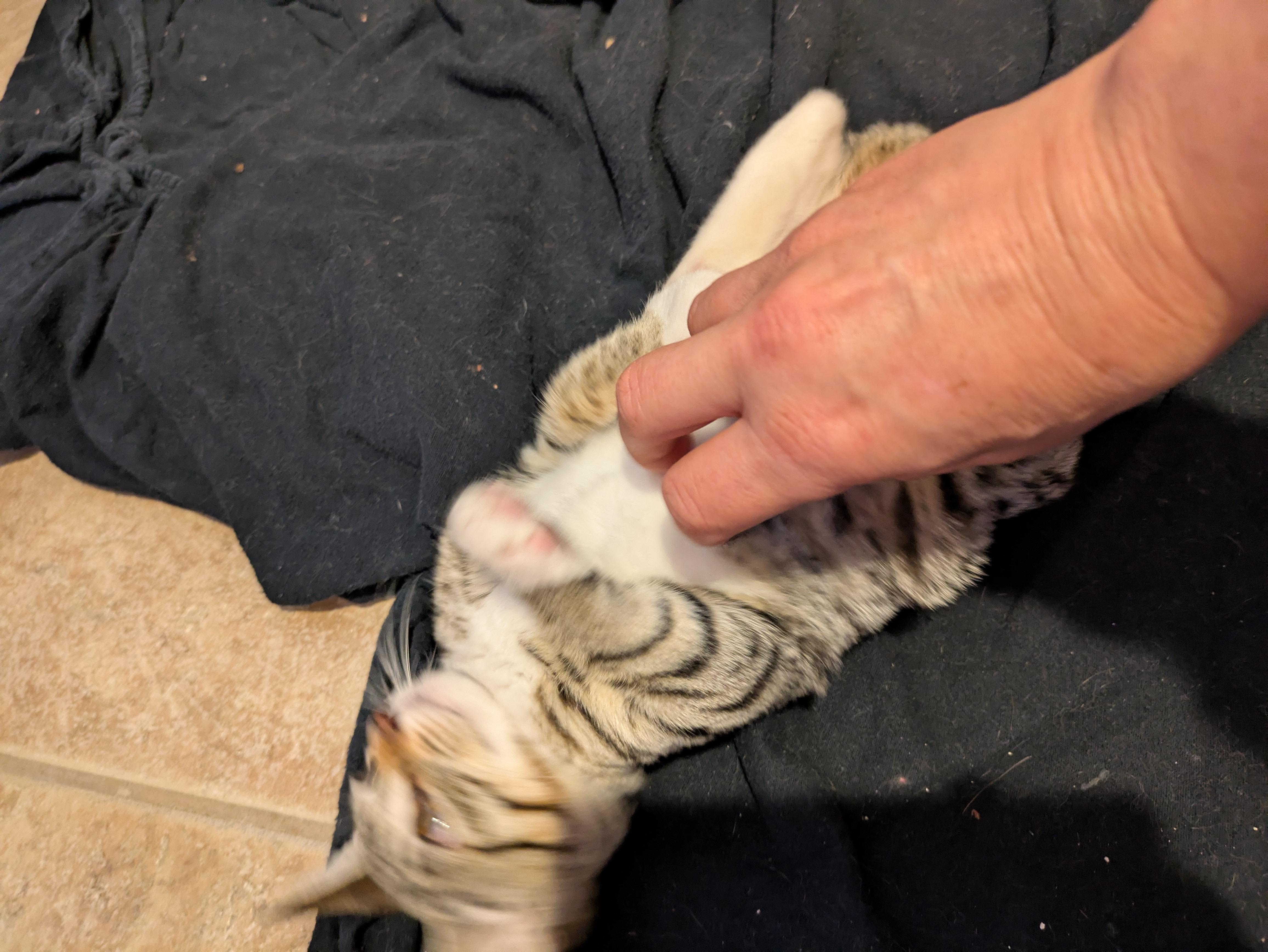 Judy, a Adopted Domestic Short Hair in El Cajon, CA image 3/6